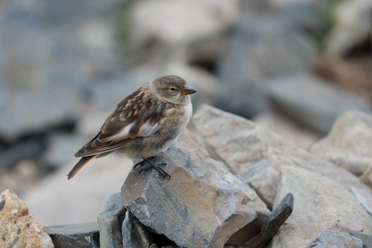 Tibetan Snowfinch - ML640948321
