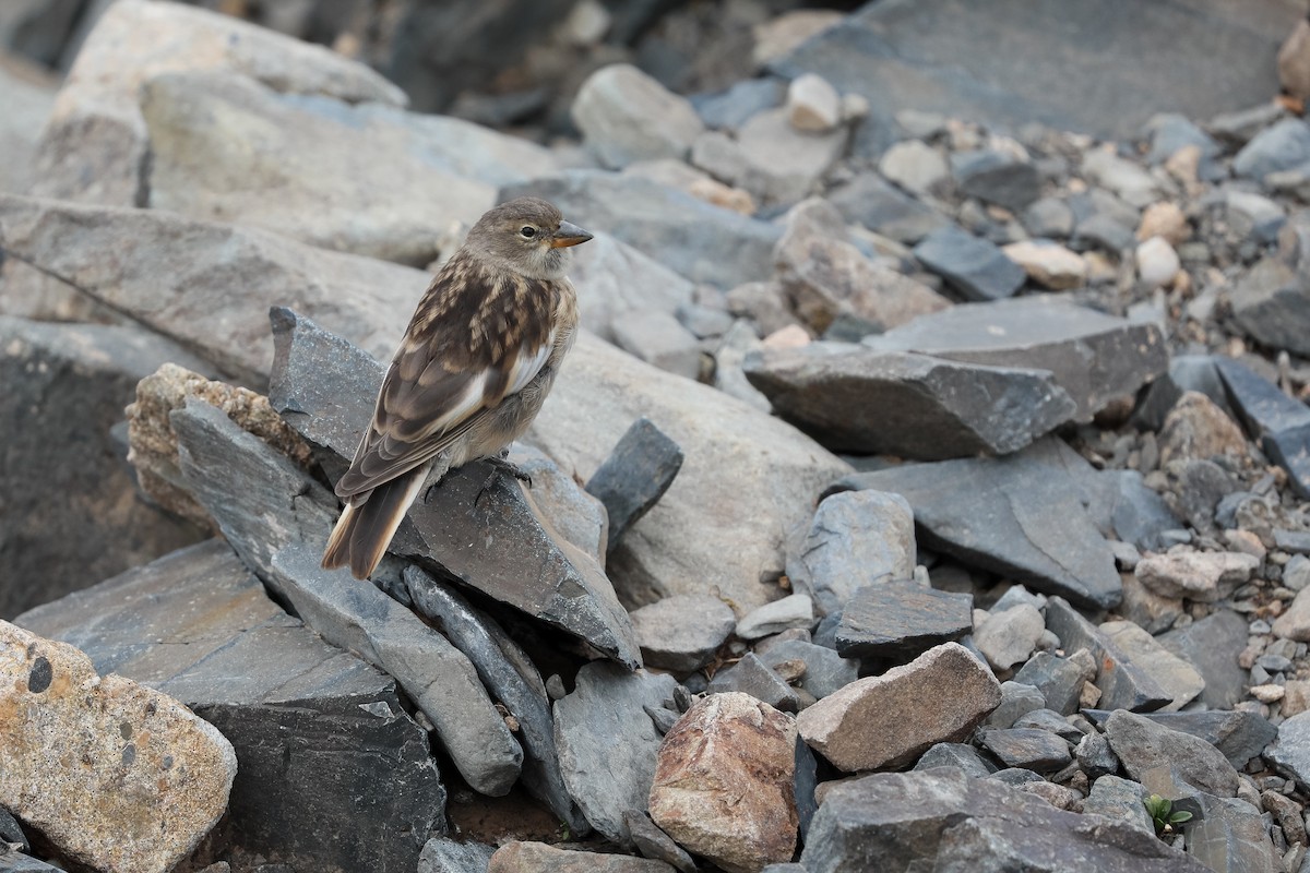 Tibetan Snowfinch - ML640948322