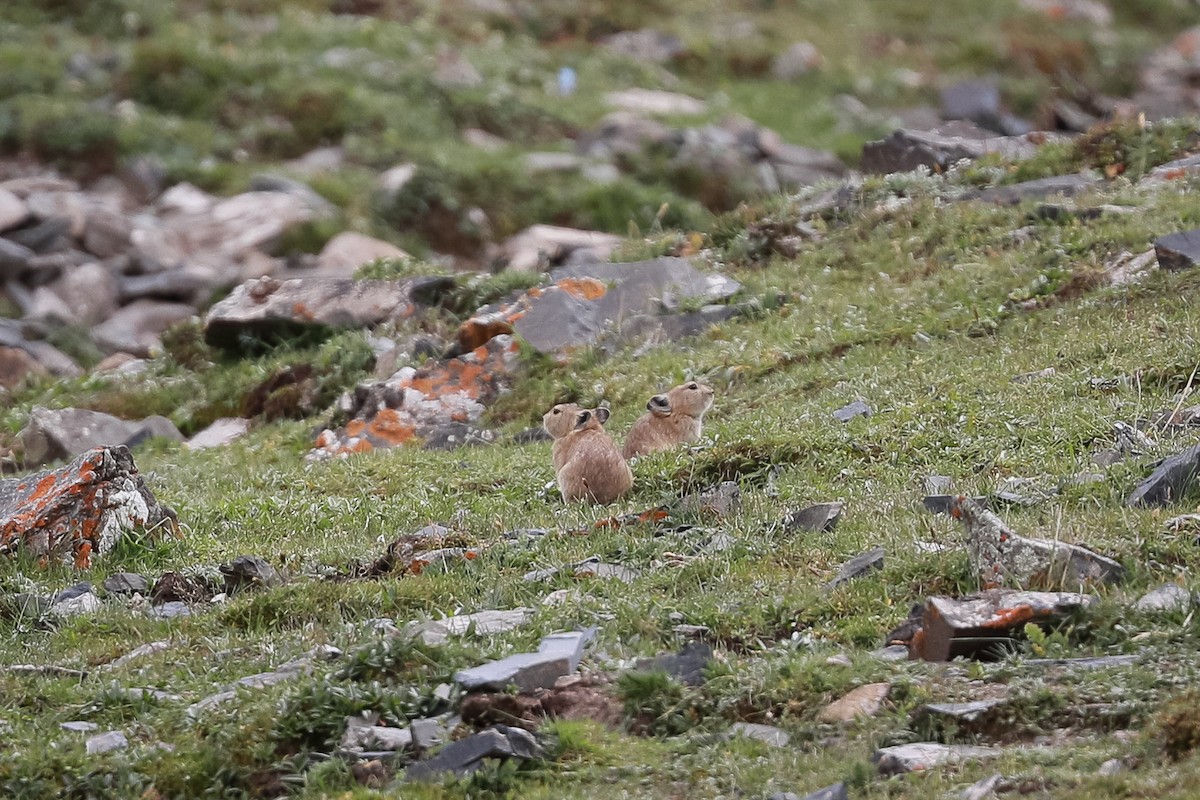 Animals - ML640948332