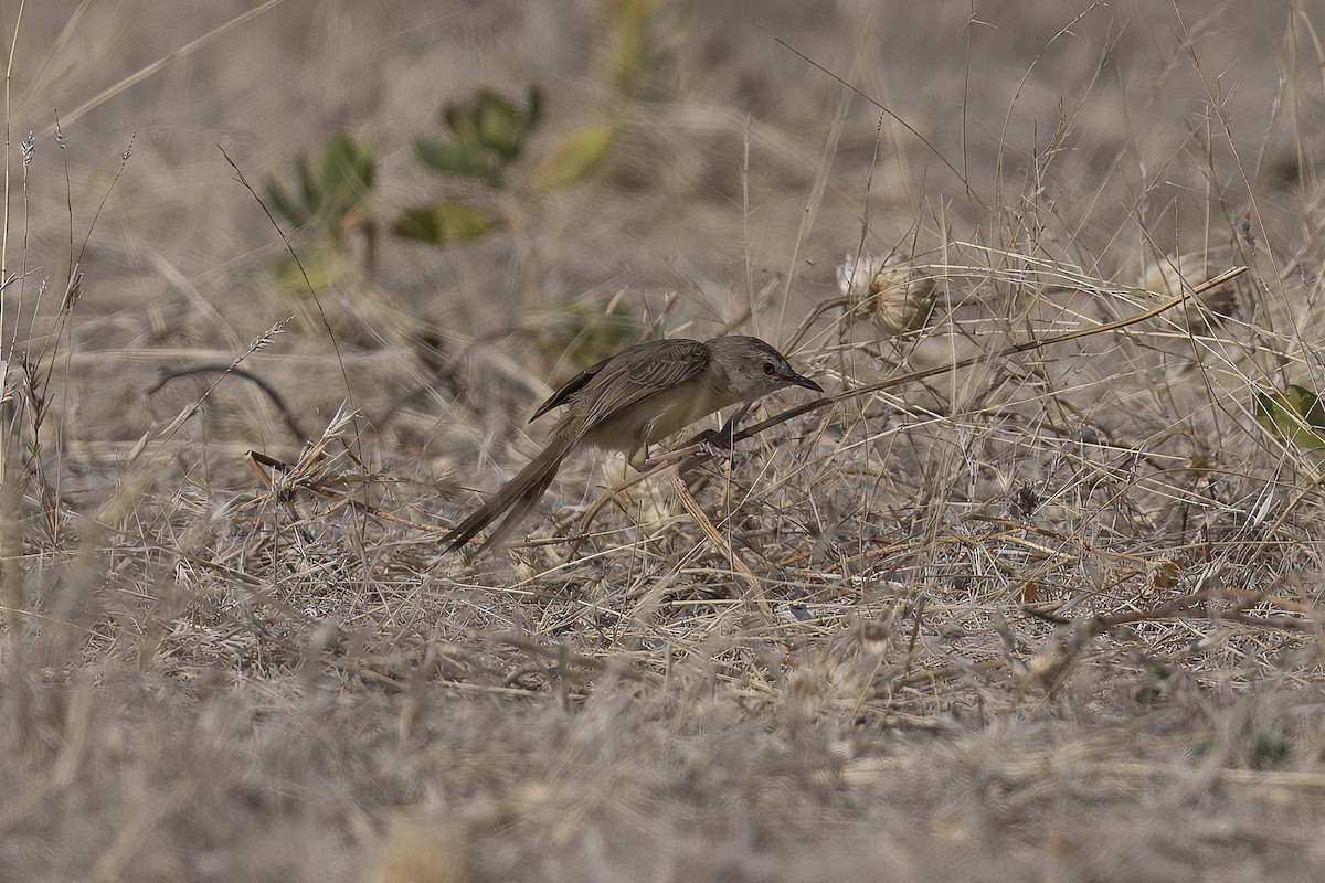 Black-chested Prinia - ML640948340