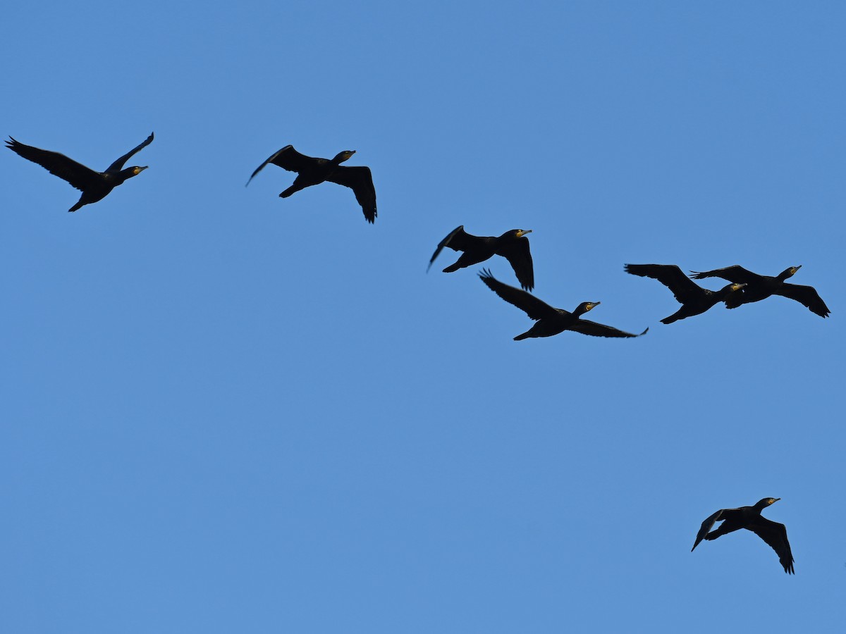 Great Cormorant - ML640948348