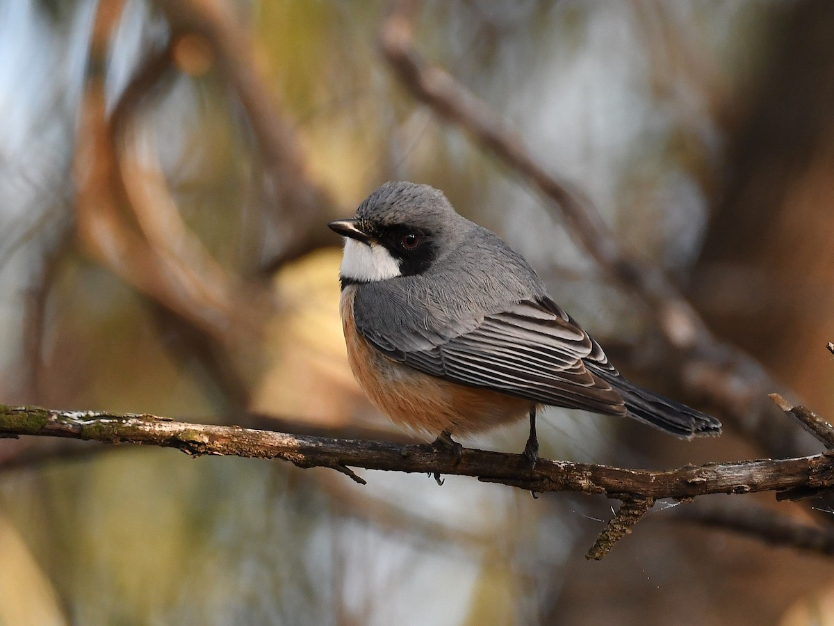 Rufous Whistler - ML640948351