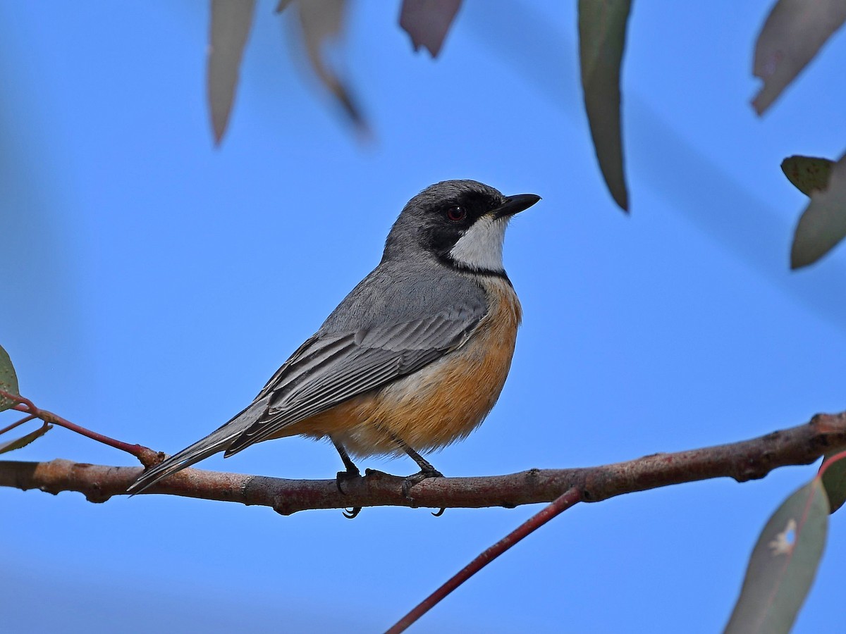 Rufous Whistler - ML640948352