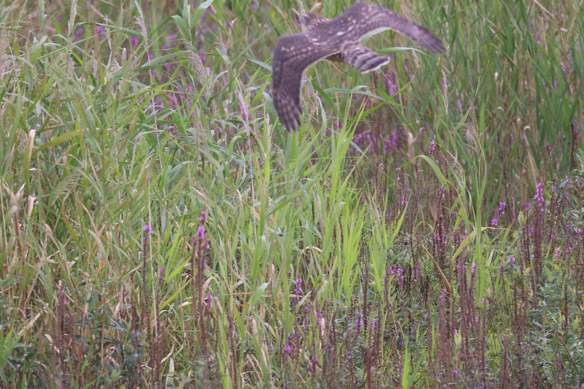 Eurasian Goshawk - ML640948360