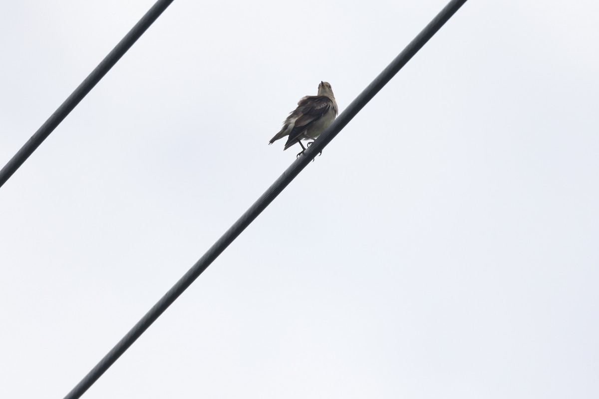 Chestnut-cheeked Starling - ML640948372