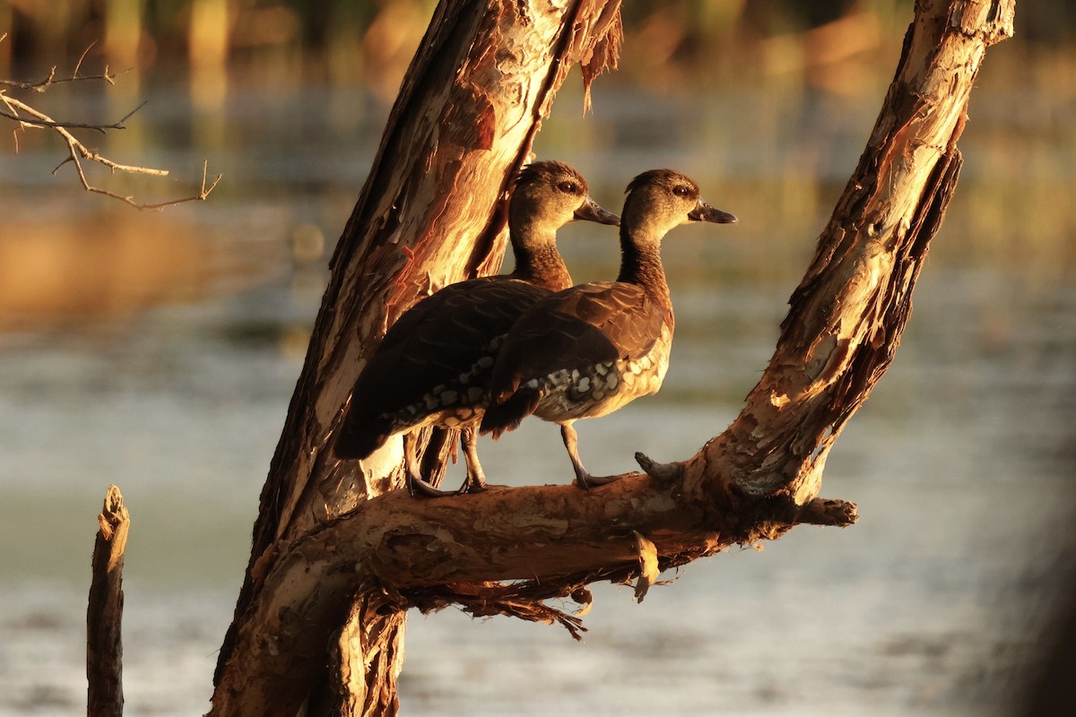 Spotted Whistling-Duck - ML640948385
