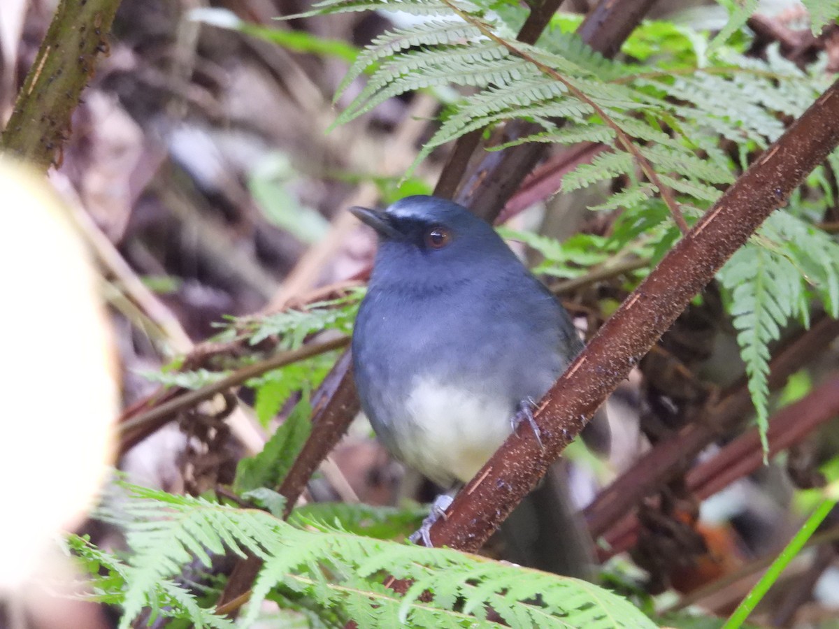 White-bellied Sholakili - ML640948389