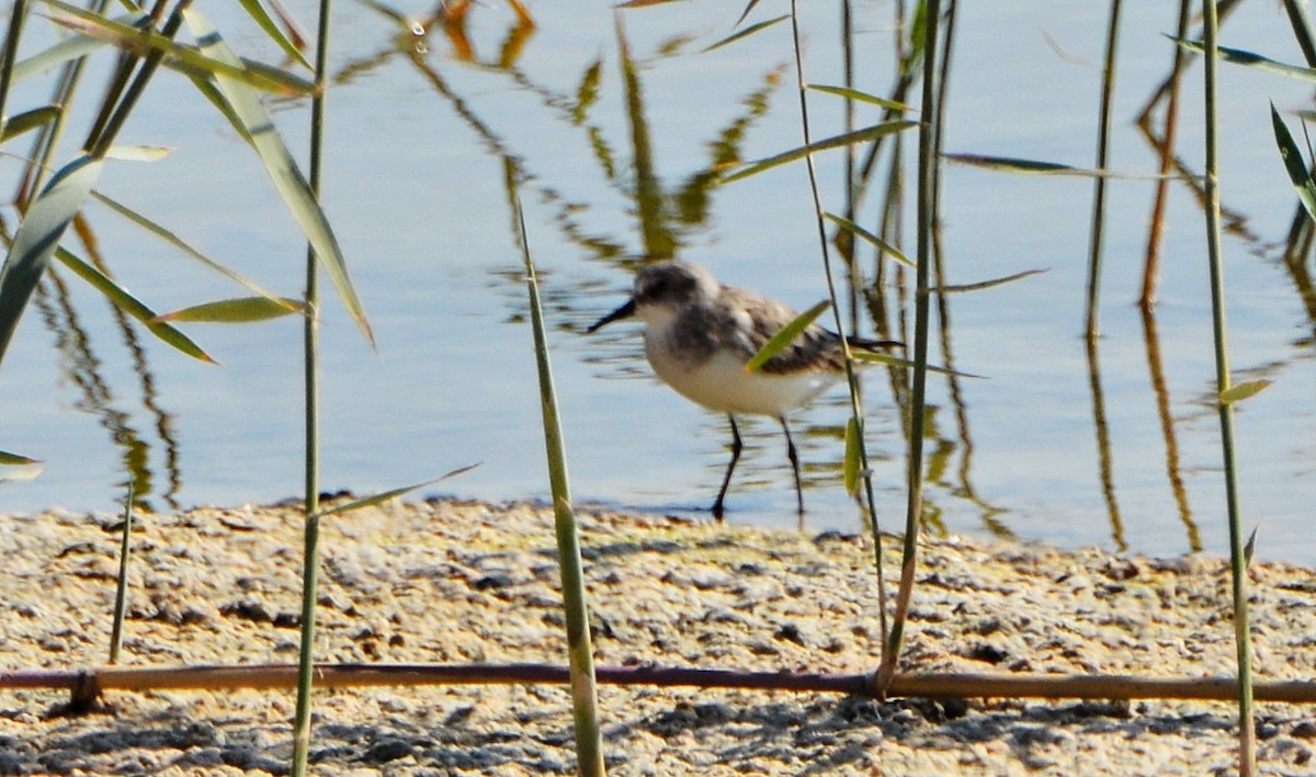 Little Stint - ML640948440