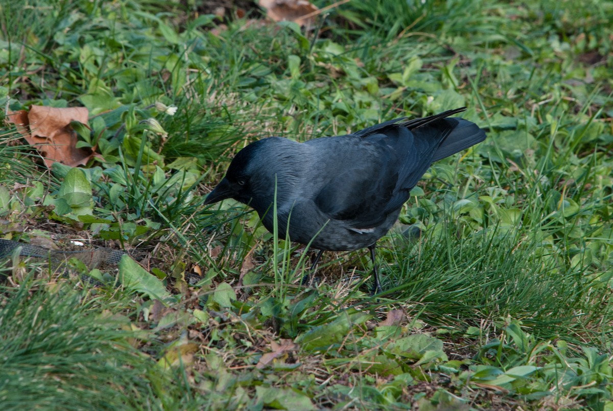 Eurasian Jackdaw - ML640948511