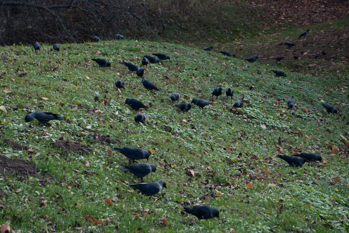 Eurasian Jackdaw - ML640948512