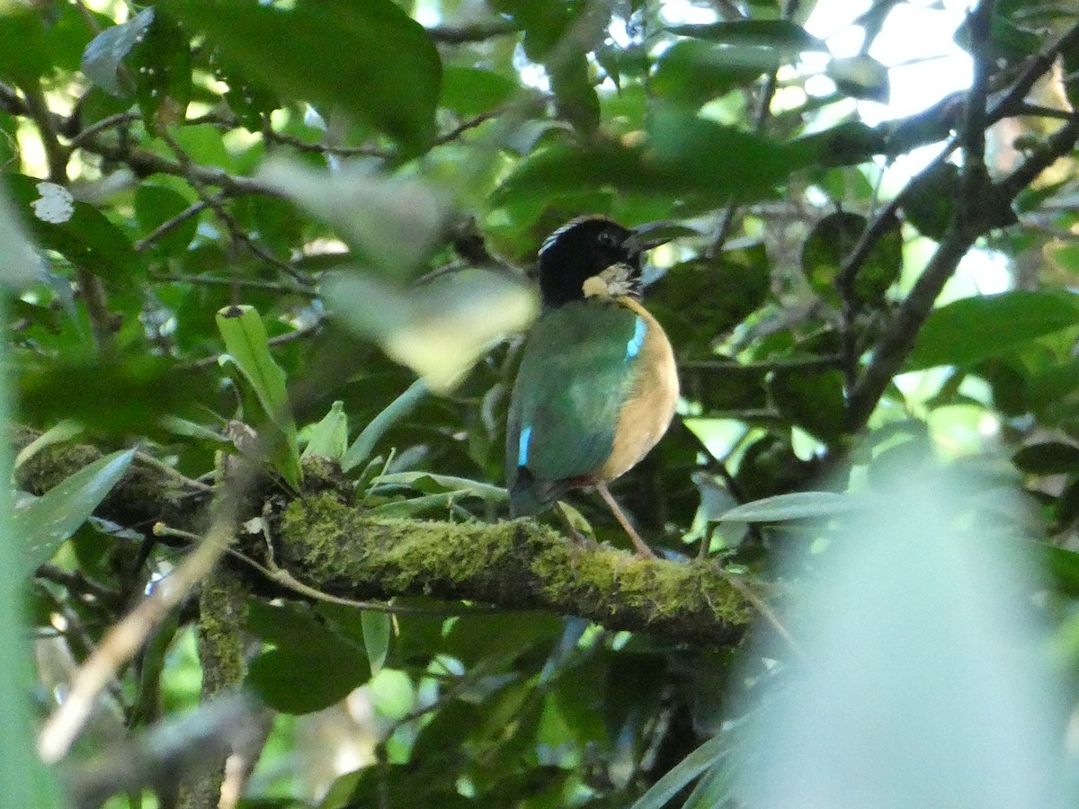 Ornate Pitta - ML640948544