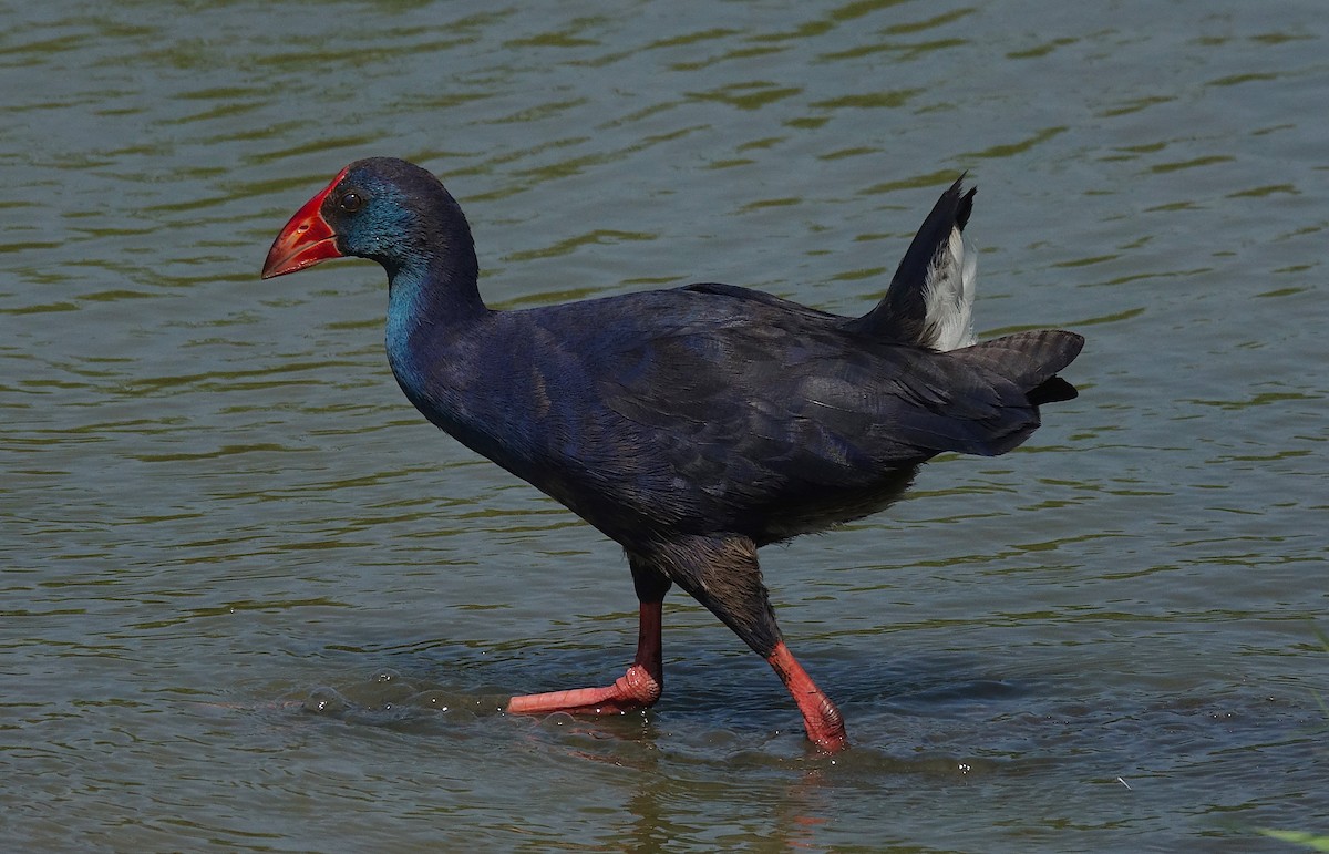 Pollo sultano - ML640948556