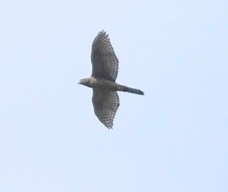 Eurasian Goshawk - ML640948557