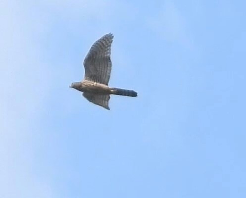 Eurasian Goshawk - ML640948558