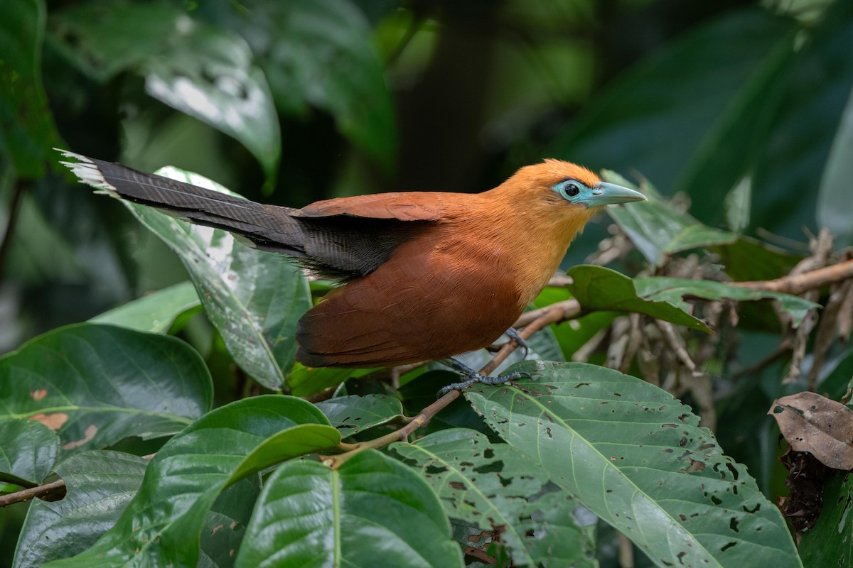Raffles's Malkoha - ML640948566