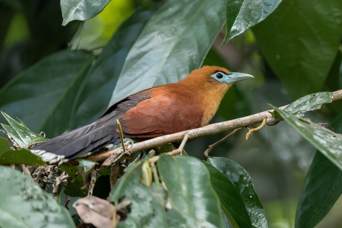 Raffles's Malkoha - ML640948569