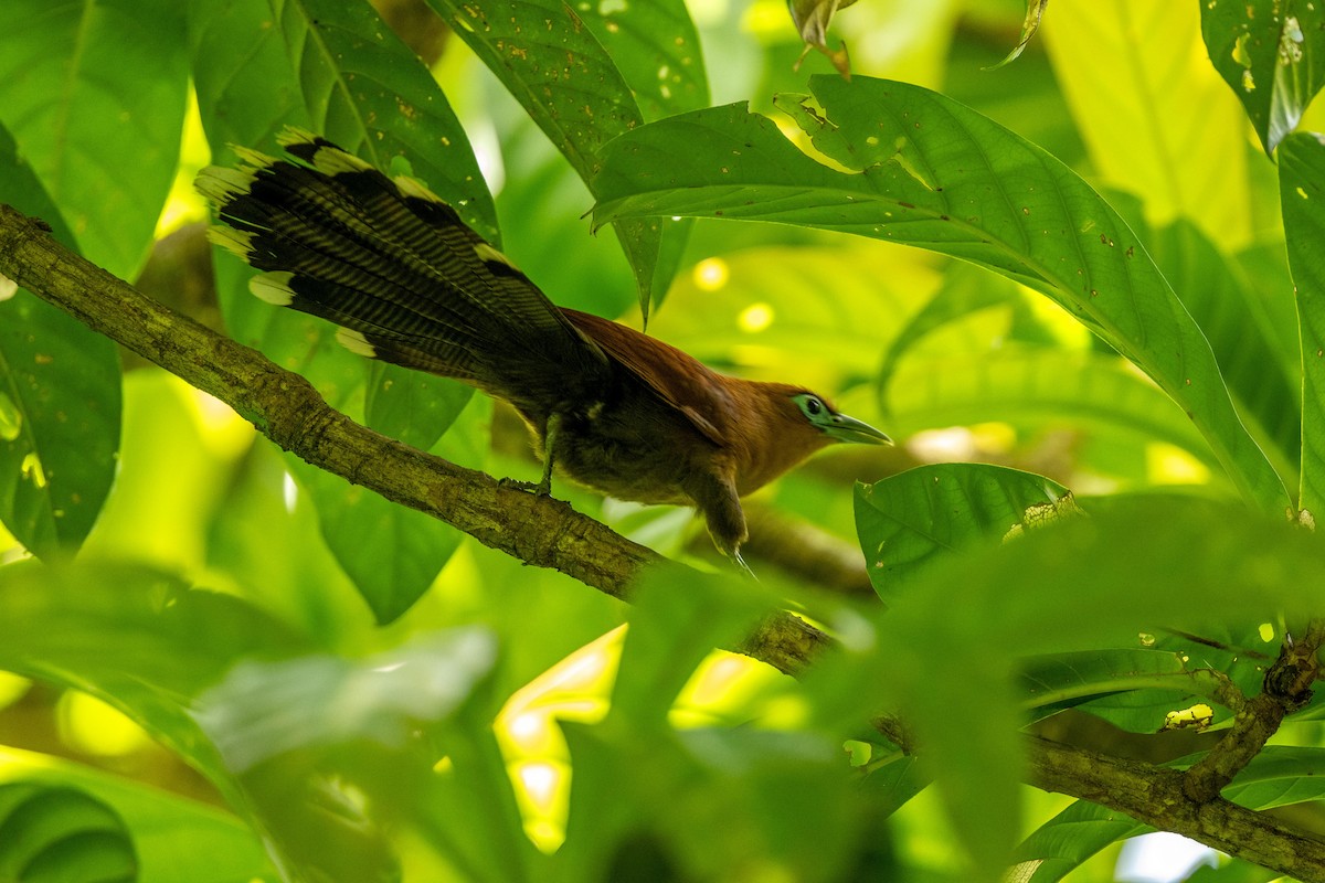 Raffles's Malkoha - ML640948579