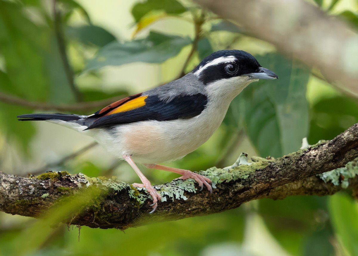 jungelprakttimal (aeralatus gr.) - ML640948599