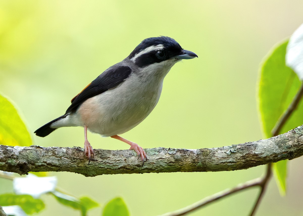 jungelprakttimal (aeralatus gr.) - ML640948602