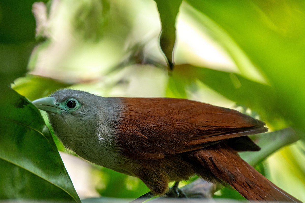 Raffles's Malkoha - ML640948606