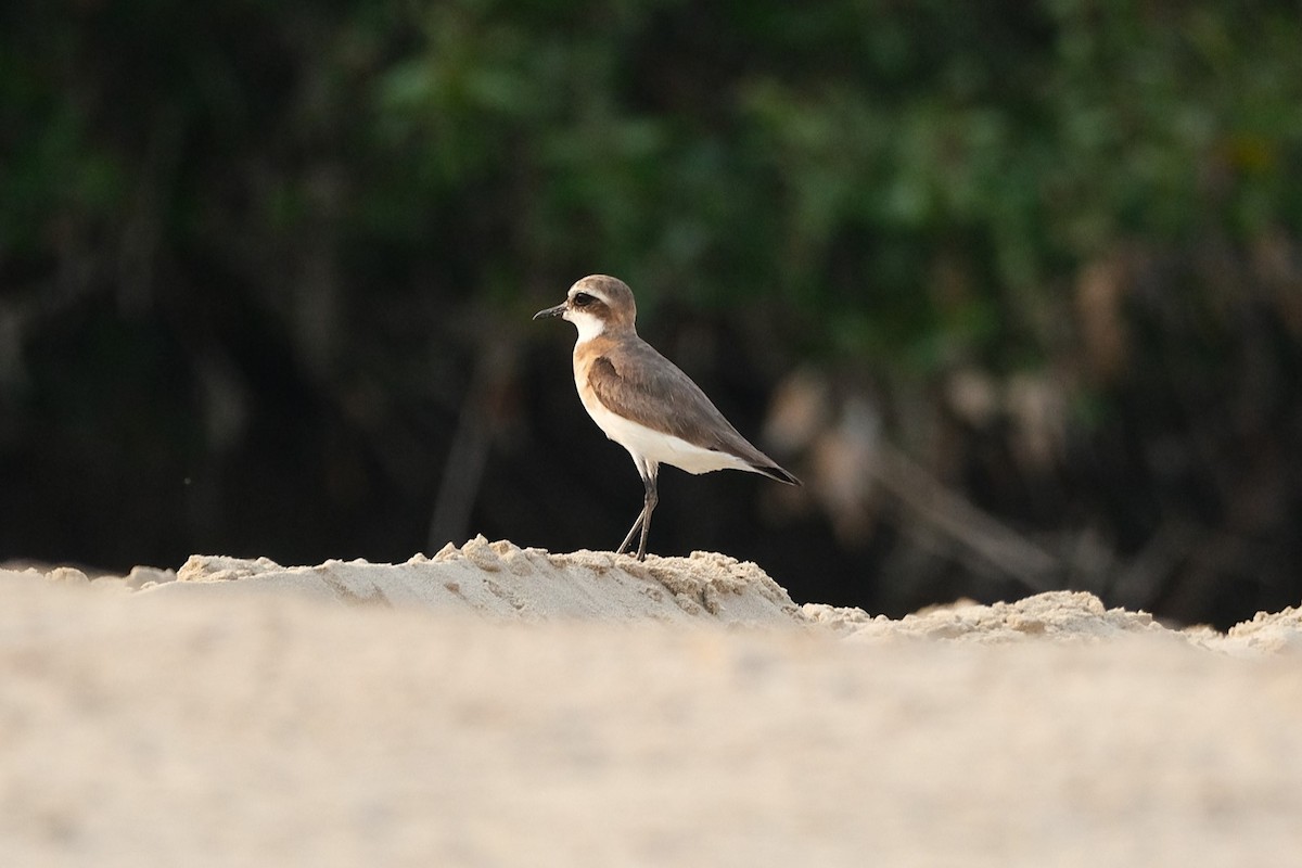 Tibetan Sand-Plover - ML640948672