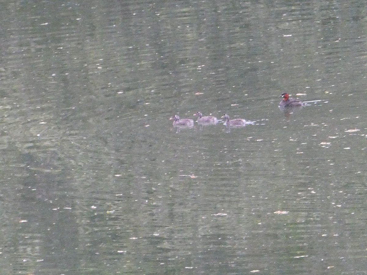 Little Grebe (Tricolored) - ML640948728