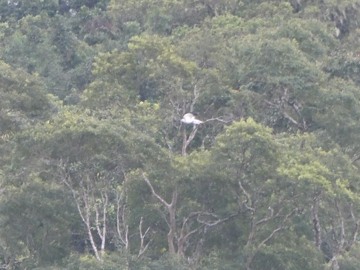 Flores Hawk-Eagle - ML640948730