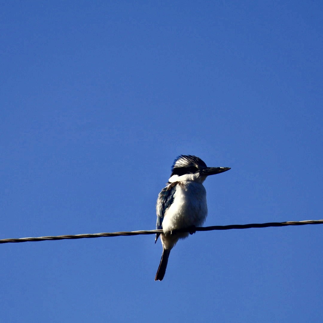 Red-backed Kingfisher - ML640948737