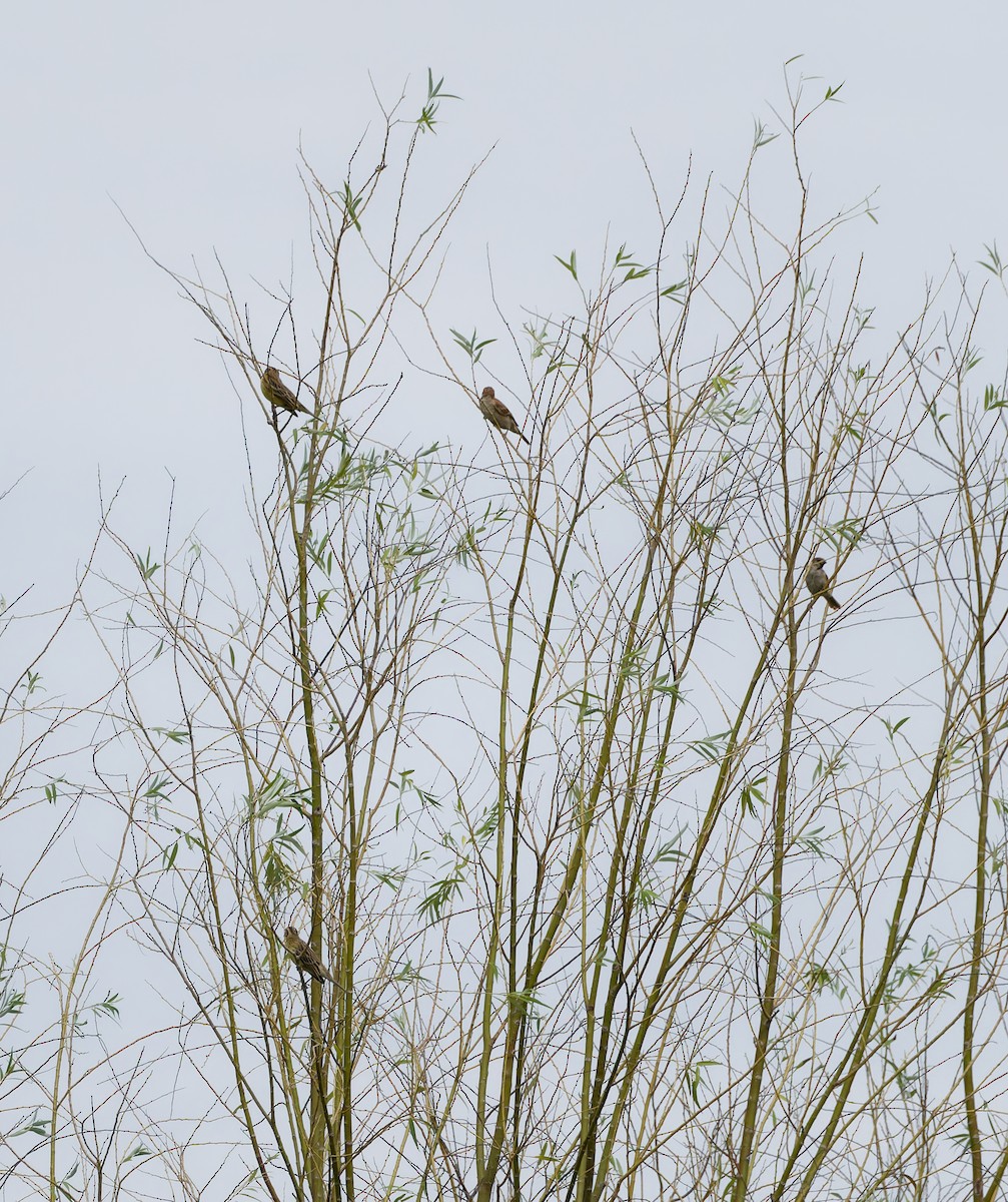 Yellow-breasted Bunting - ML640948785