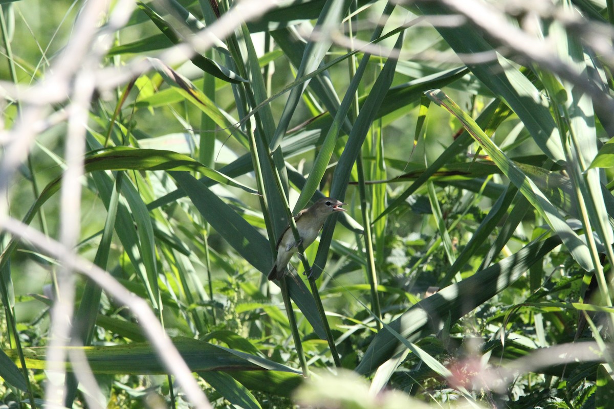 Garden Warbler - ML640948807