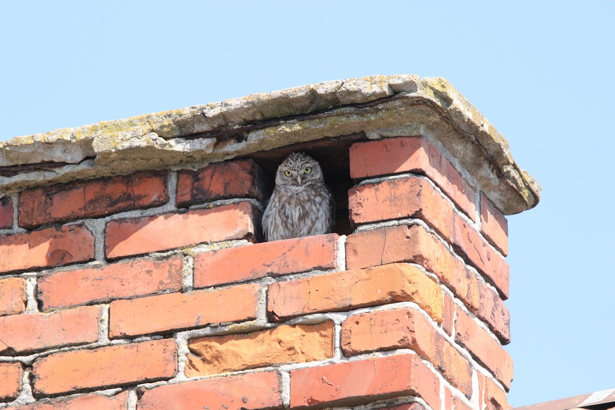 Little Owl - ML640948830