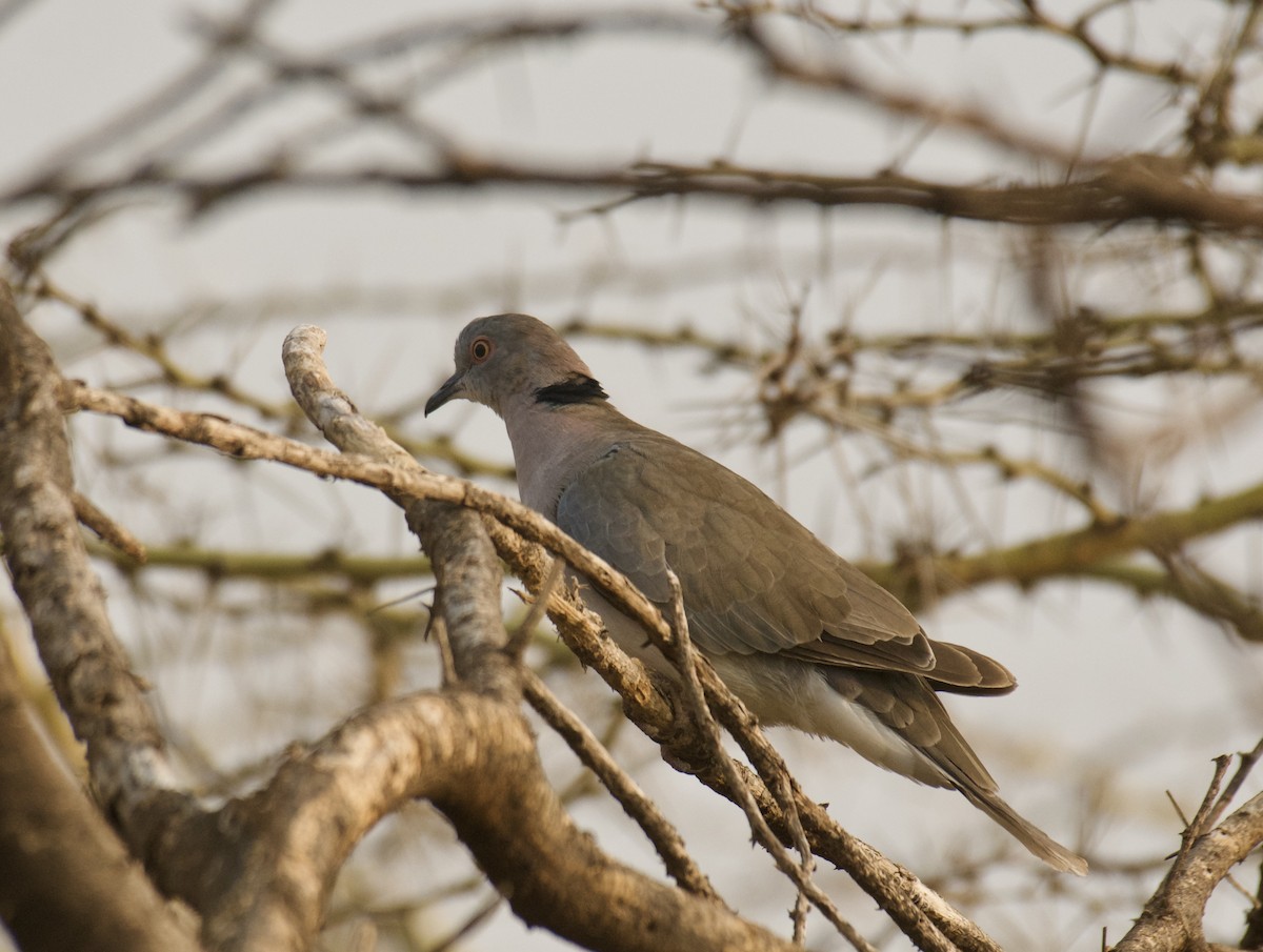 Mourning Collared-Dove - ML640948832