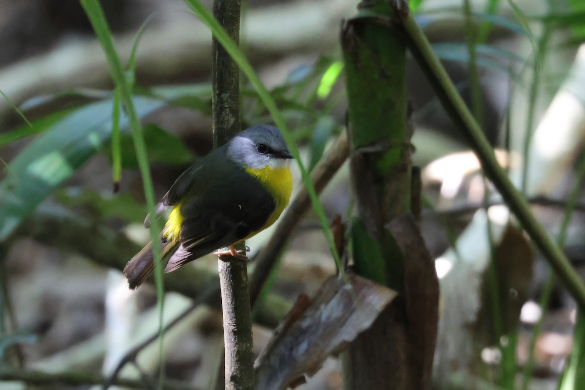 Eastern Yellow Robin - ML640948838