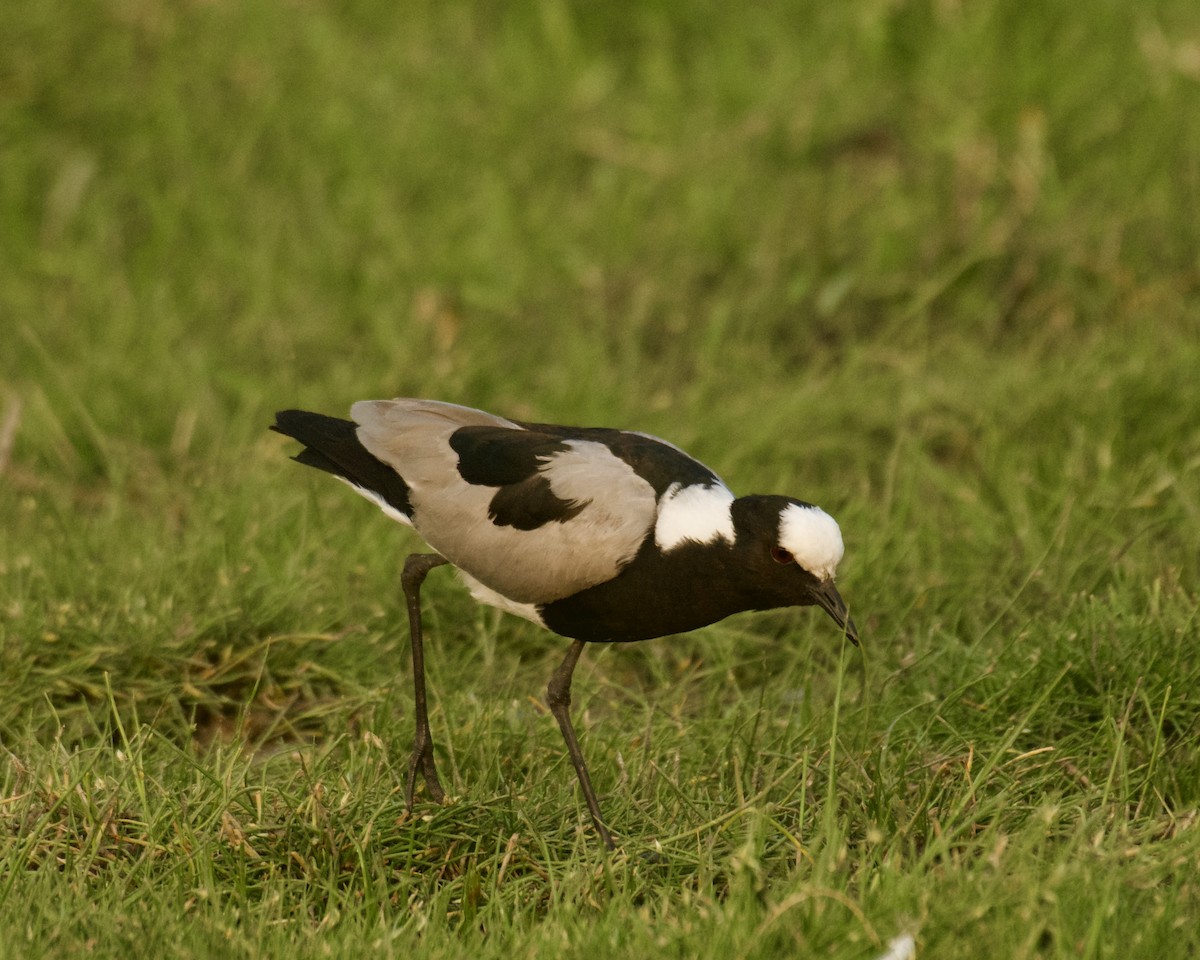 Blacksmith Lapwing - ML640948861