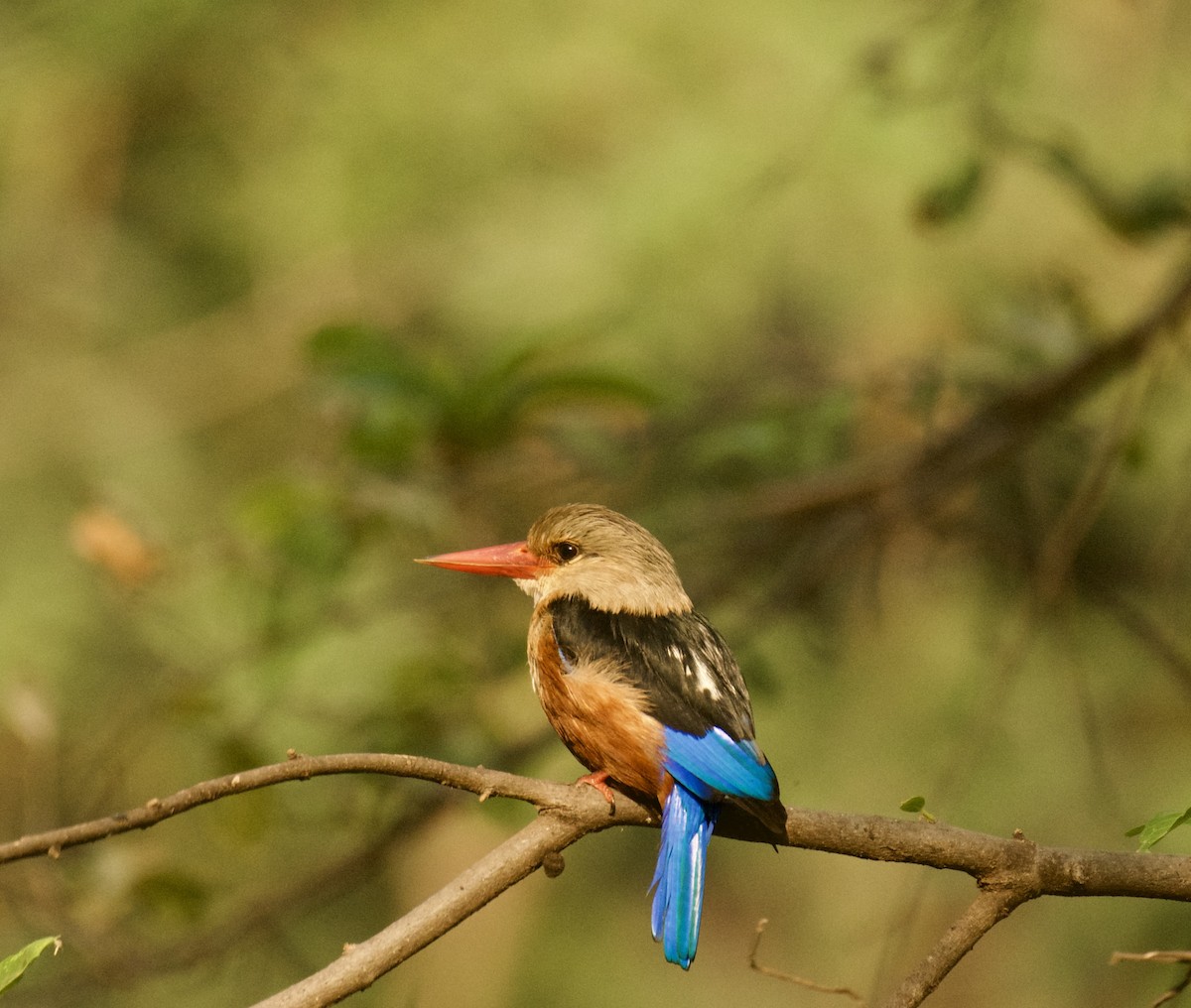 Gray-headed Kingfisher - ML640948883