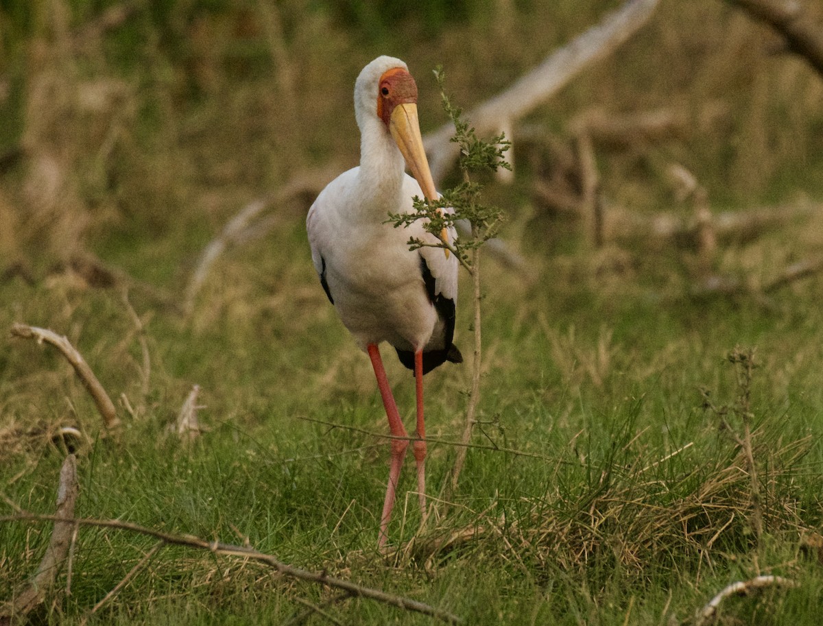 Yellow-billed Stork - ML640948901
