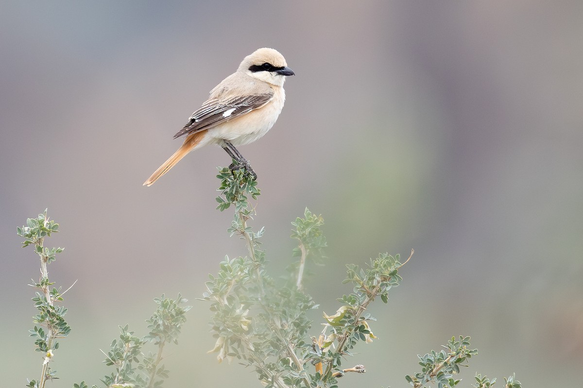 Pie-grièche isabelle (isabellinus) - ML640948975