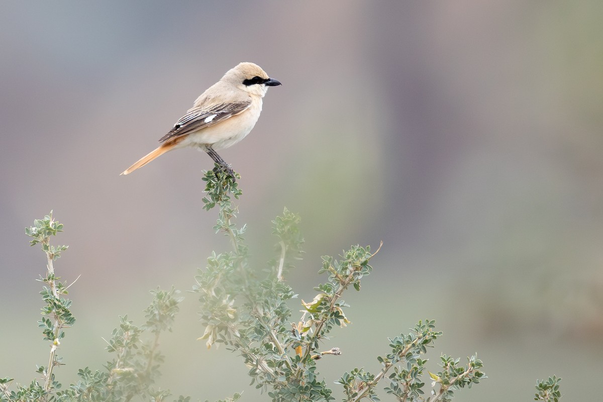 Pie-grièche isabelle (isabellinus) - ML640948976