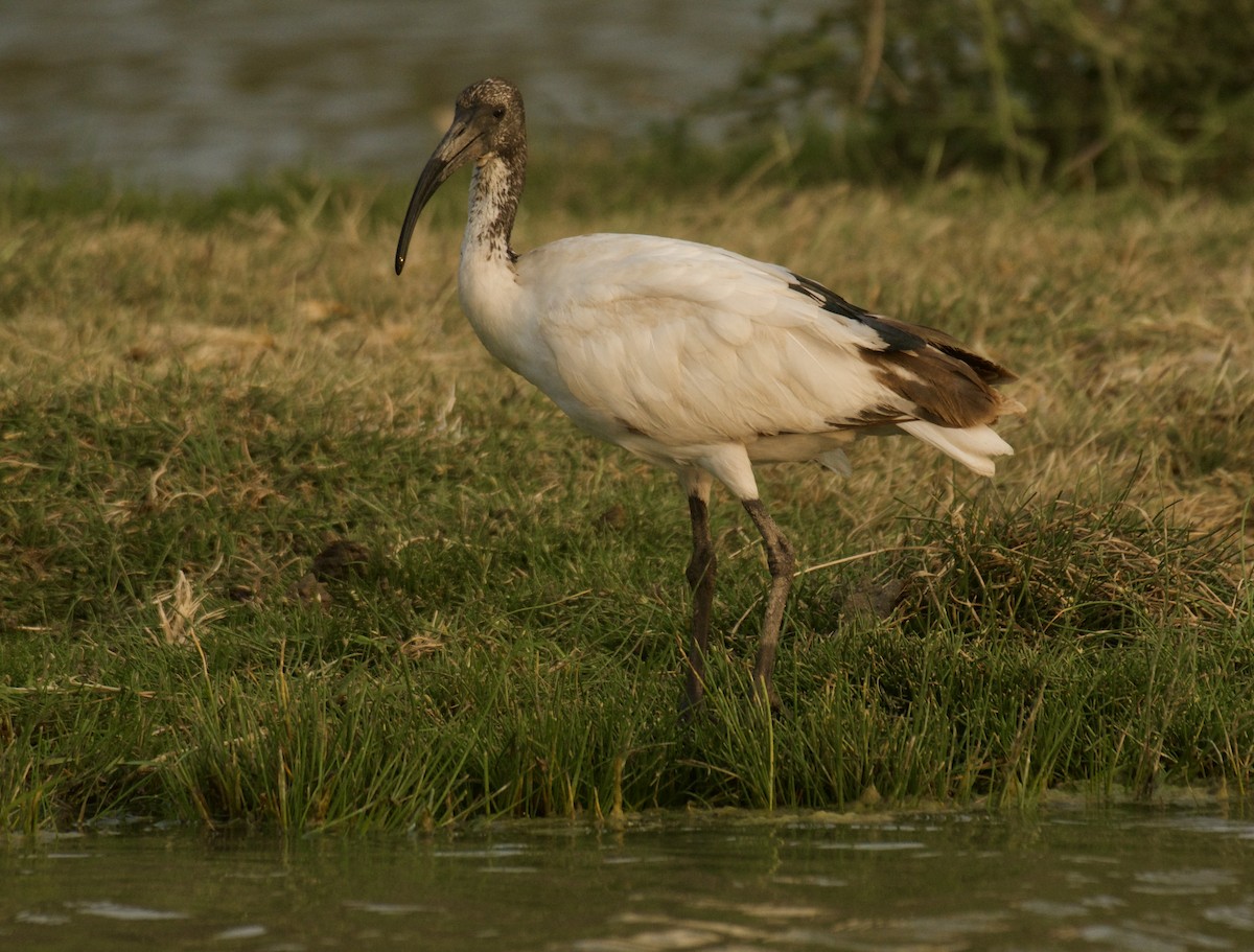 African Sacred Ibis - ML640949001