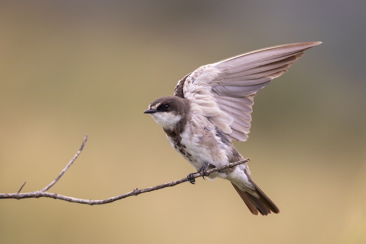 Banded Martin - ML640949010