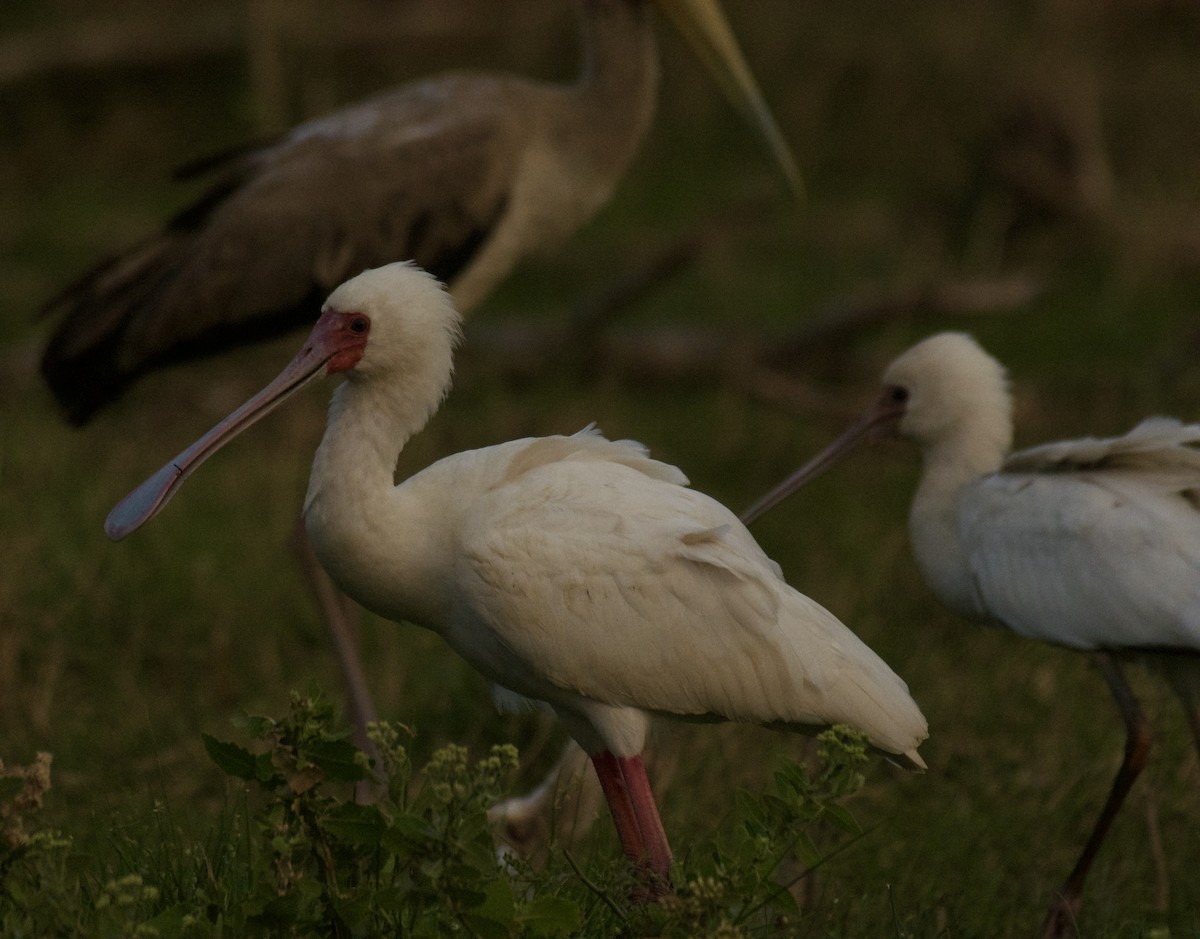 African Spoonbill - ML640949011
