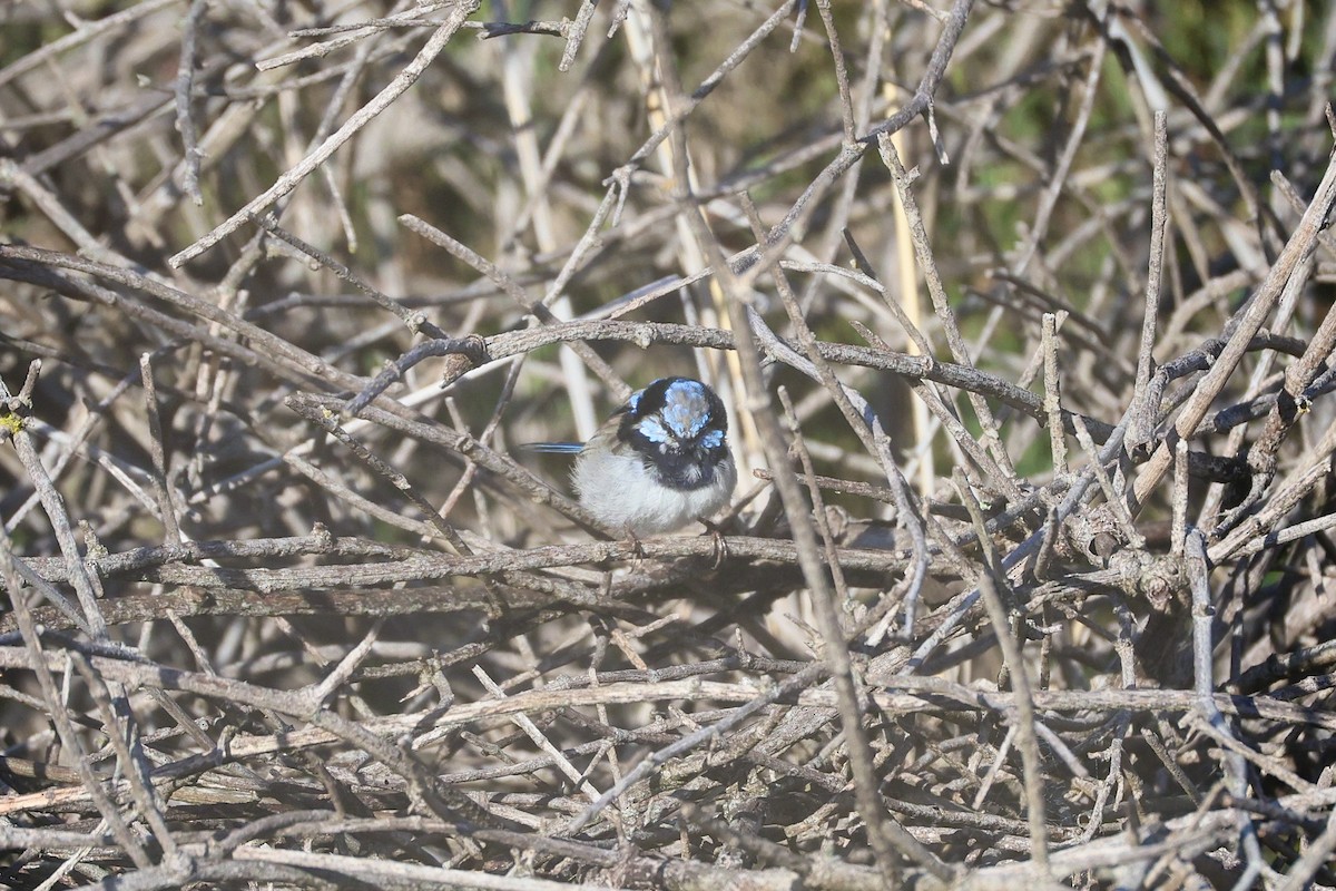 Superb Fairywren - ML640949021