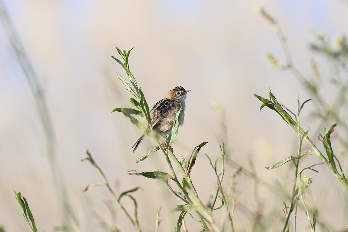 Golden-headed Cisticola - ML640949027