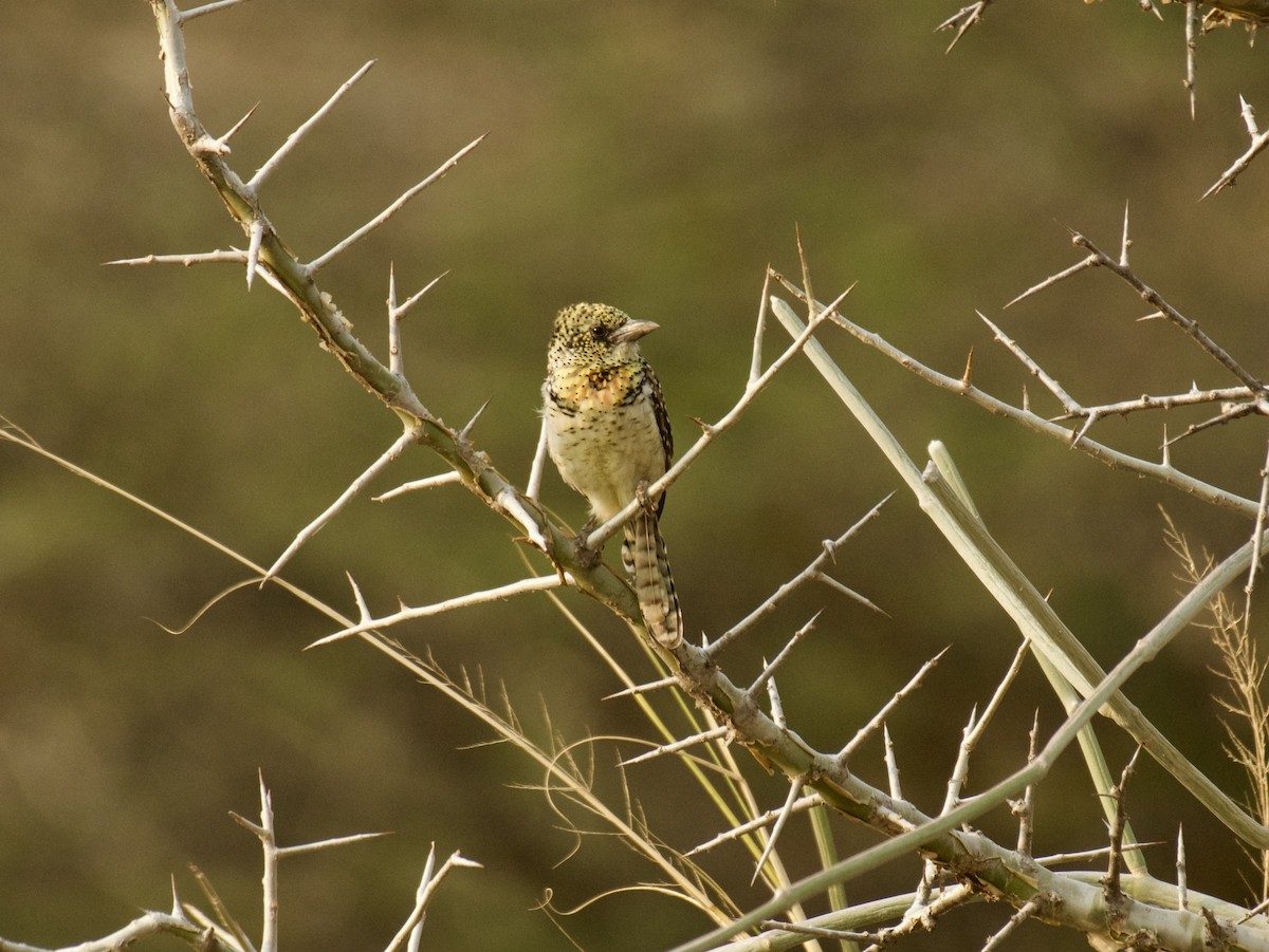 D'Arnaud's Barbet (Usambiro) - ML640949034