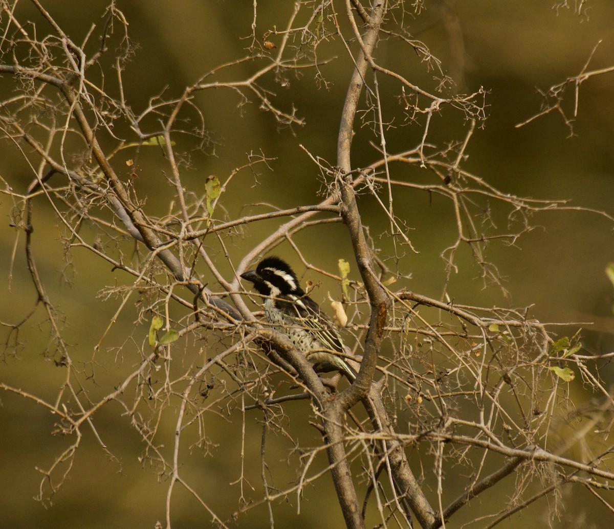Spot-flanked Barbet - ML640949043