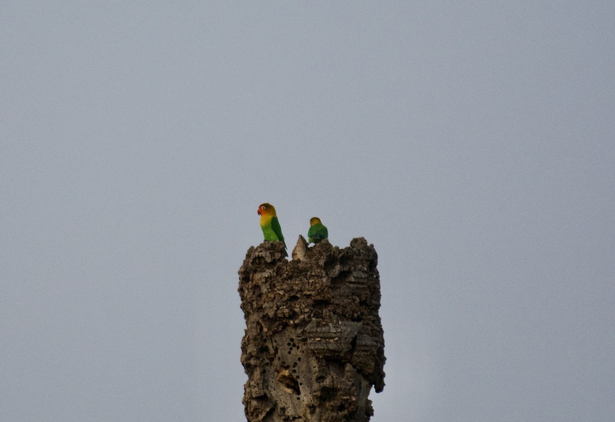 Fischer's Lovebird - ML640949052