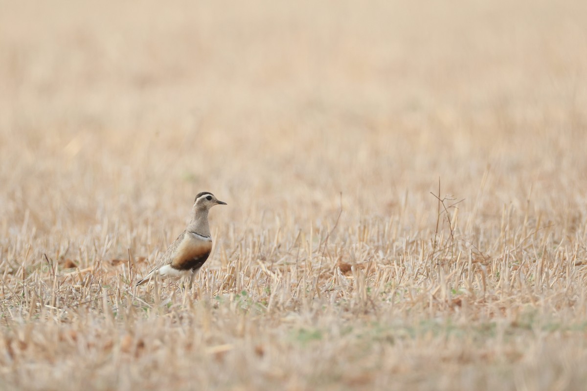 Eurasian Dotterel - ML640949060