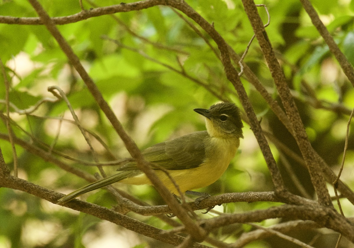 Yellow-bellied Greenbul - ML640949061