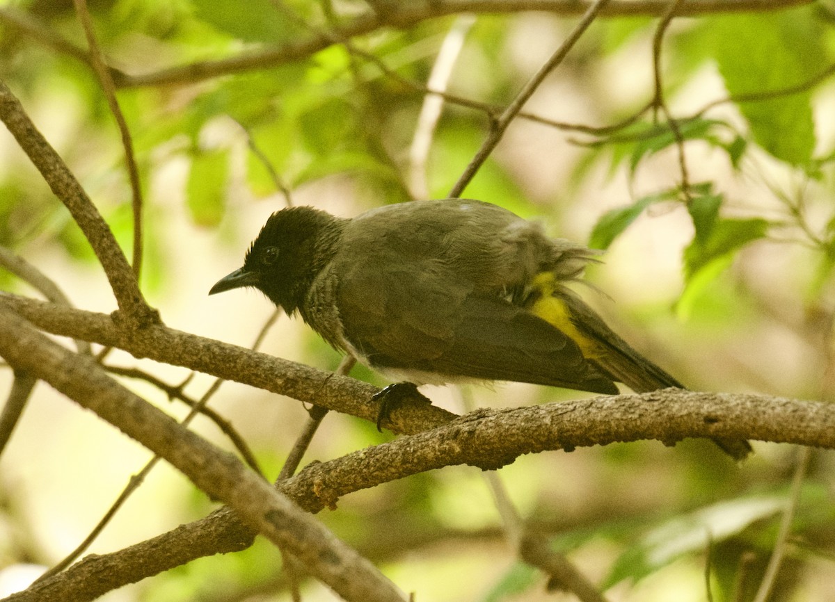 Common Bulbul (Dark-capped) - ML640949064