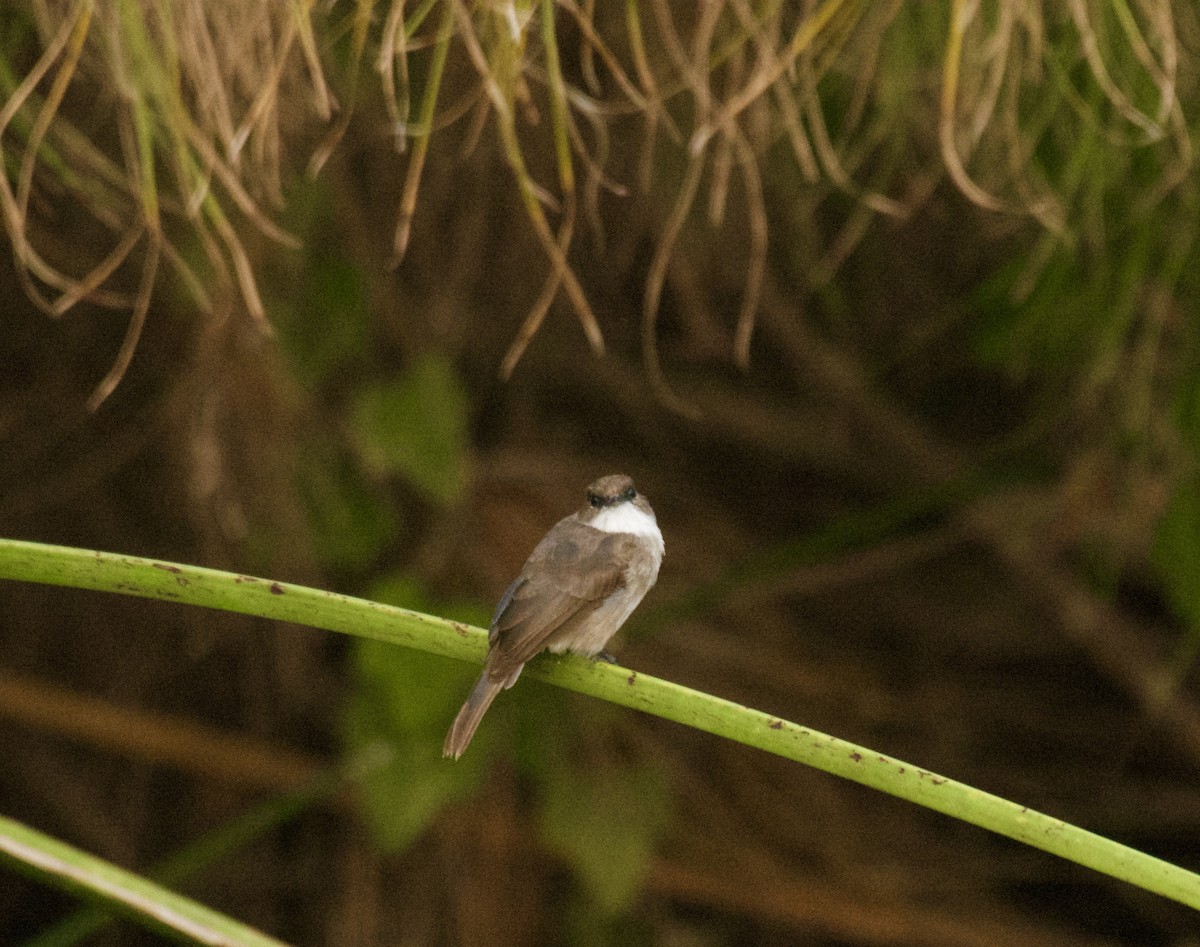 Swamp Flycatcher - ML640949066